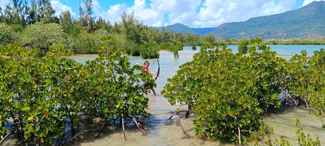 Personne dans l'eau peu profonde d'une mangrove avec montagnes en arrière-plan.