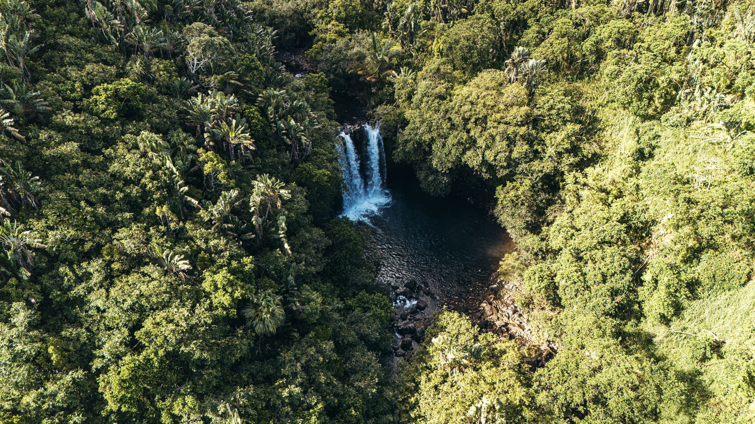 Cascade plongeant dans une piscine naturelle entourée de forêt dense.